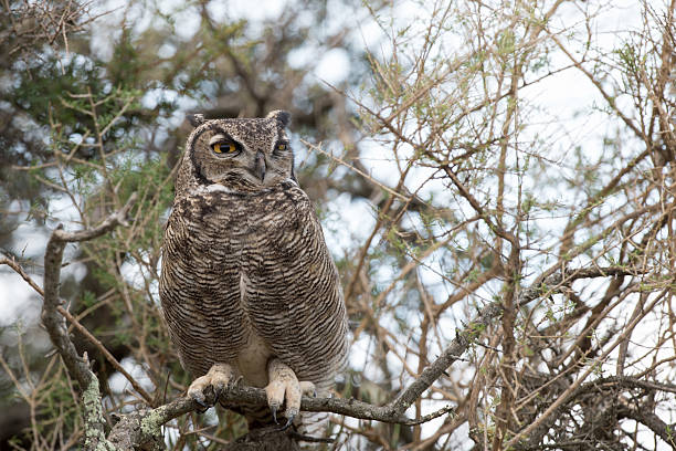 istock Grey owl portrait while looking at you 475897948