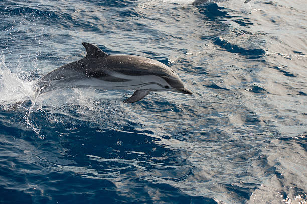 Dolphins while jumping in the deep blue sea stock photo
