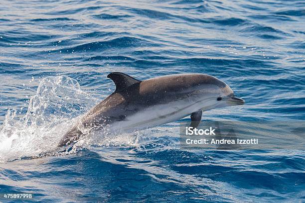 Dolphins While Jumping In The Deep Blue Sea Stock Photo - Download Image Now - Dolphin, Jumping, 2015