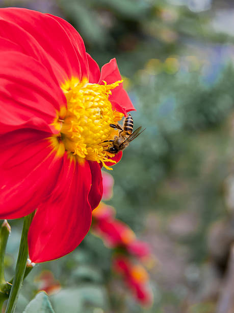 red flower - rape flower - fotografias e filmes do acervo