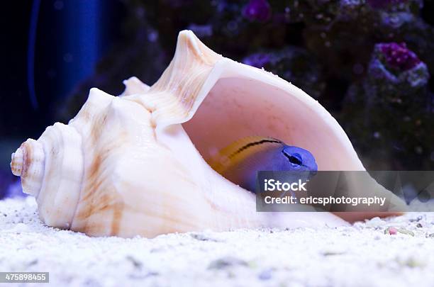 Forktail Blenny Stock Photo - Download Image Now - Blenny, Animal, Animal Shell