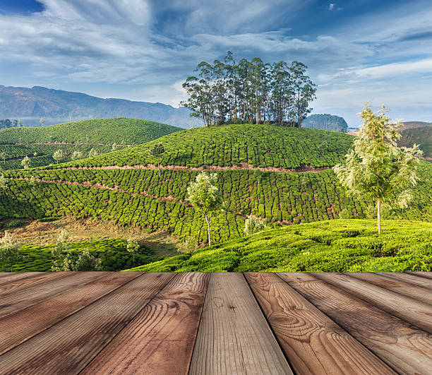 istock Green tea plantations in Munnar, Kerala, India 475898644