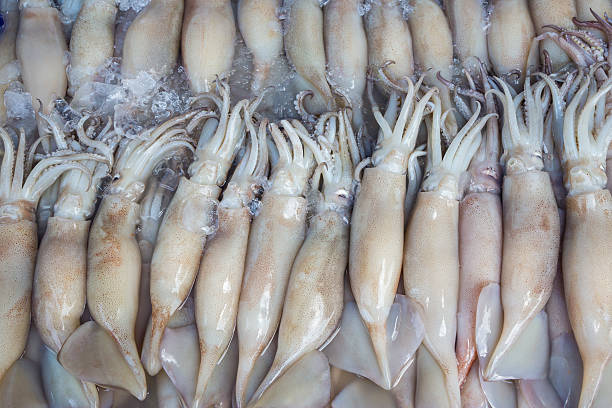 Fresh Squid pile up on ice at market ,Thailand