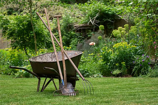 Old used wheelbarrow, rake, shovel and pitchfork in the garden