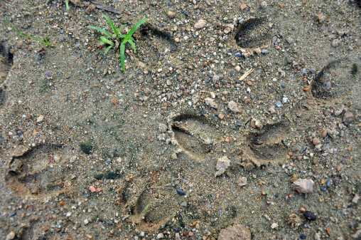Footprints can be followed when tracking during a hunt or can provide evidence of activities.