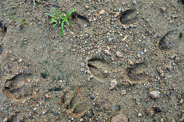 deer footprints stock photo
