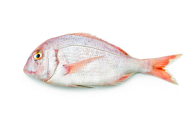 rosso seabream - fish catch of fish seafood red snapper foto e immagini stock