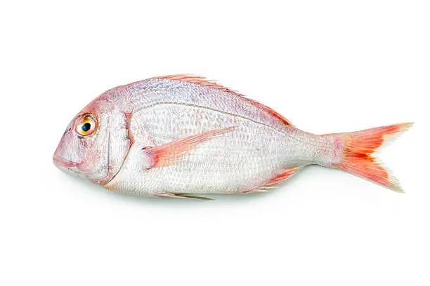 pink sea bream isolated on white background