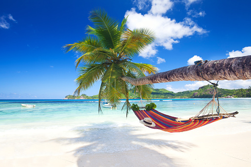 Perfect tropical paradise beach of seychelles island with palm trees and hammock