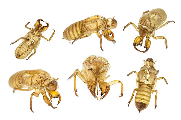 istock set of Cicada slough or molt  isolated on white background 475903432
