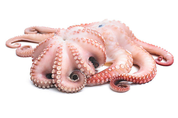 pulpo - octopus tentacle isolated white fotografías e imágenes de stock