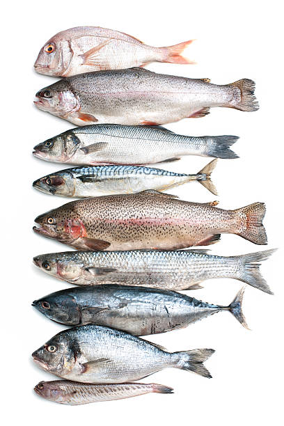 colección de peces de mar - catch of fish gilt head bream variation fish fotografías e imágenes de stock
