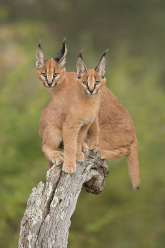 Dos Caracals (Felis caracal), sentado en el tocón de árbol de Sudáfrica photo