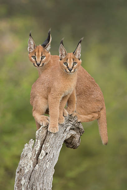 Two Caracals (Felis caracal) sitting on tree stump South Africa Two Caracals sitting together on tree stump caracal stock pictures, royalty-free photos & images