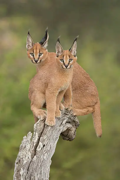 Two Caracals sitting together on tree stump