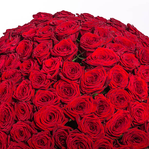 istock Red roses background - natural texture of love 475908218