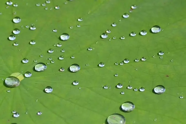Water drops on the lotus leaf in the summer garden, beautiful reflection and interesting small mirrors, green background