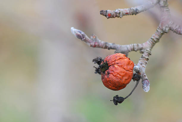 istock Old rotten apple hanging on a branch 475909068
