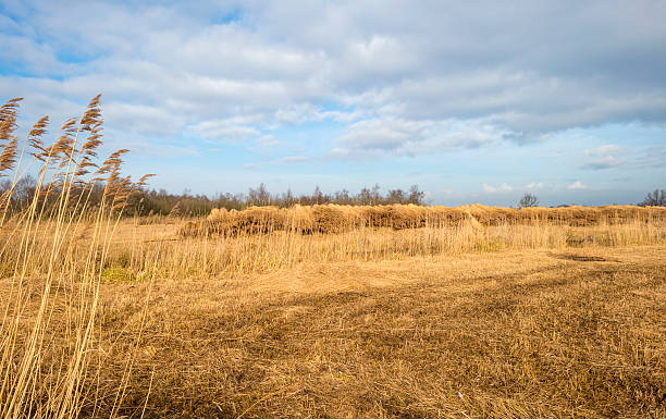 istock Reed bed with trees in winter 475909637