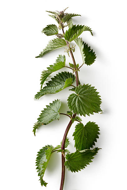 natur: brennessel - stinging nettle stock-fotos und bilder