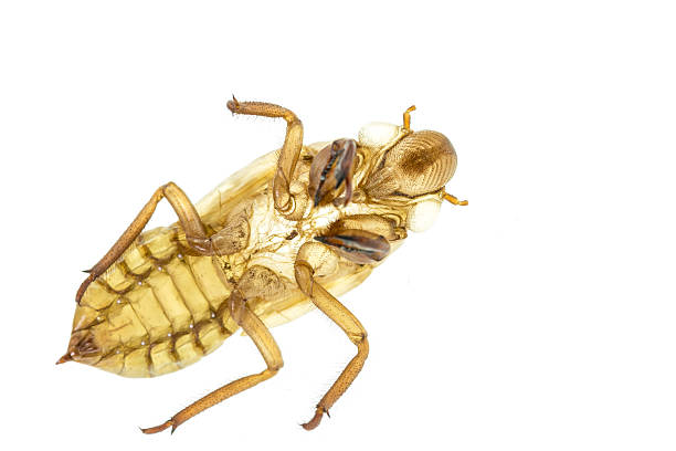 istock Cicada slough or molt  isolated on white background 475911884