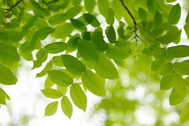 green leaves ash green leaves ash tree photos stock pictures, royalty-free photos & images