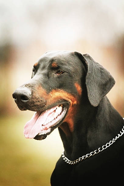 istock portrait black doberman pincher dog 475914059