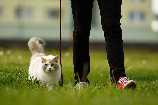 cat on the walk stock photo