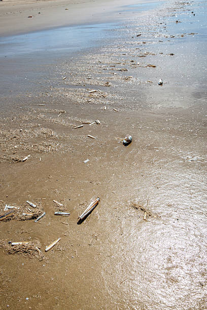 istock Seashells on highwater mark at sandy beach 475914900