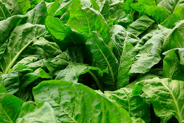 istock sliverbeet grow in vegetable garden 475915144