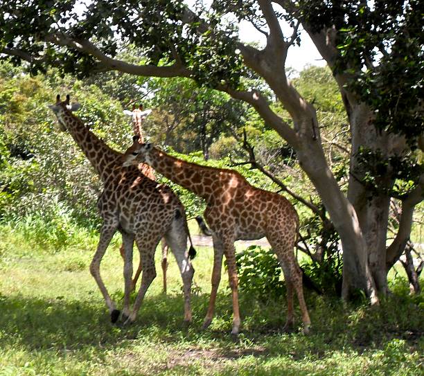 Giraffes in the Shade