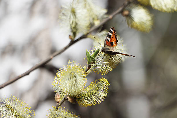 borboleta em uma filial de willow - forest flower aments blossom - fotografias e filmes do acervo