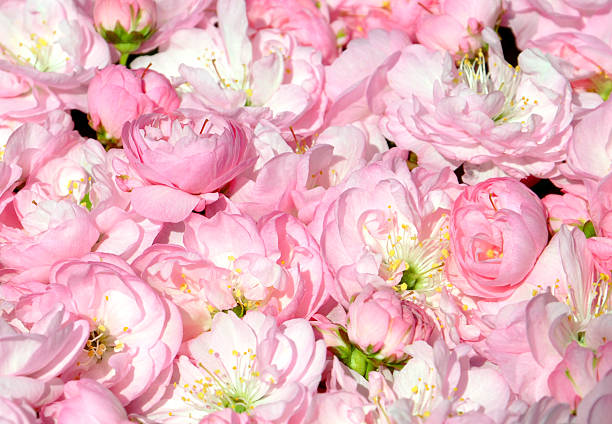istock background of wild rose buds 475916052