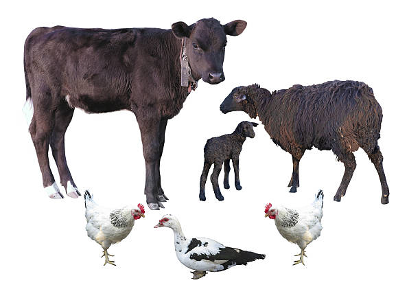 istock Farm animals isolated - calf, sheep, lamb, chicken, d 475916566