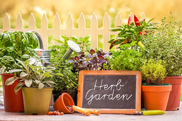 Photo of Herb garden