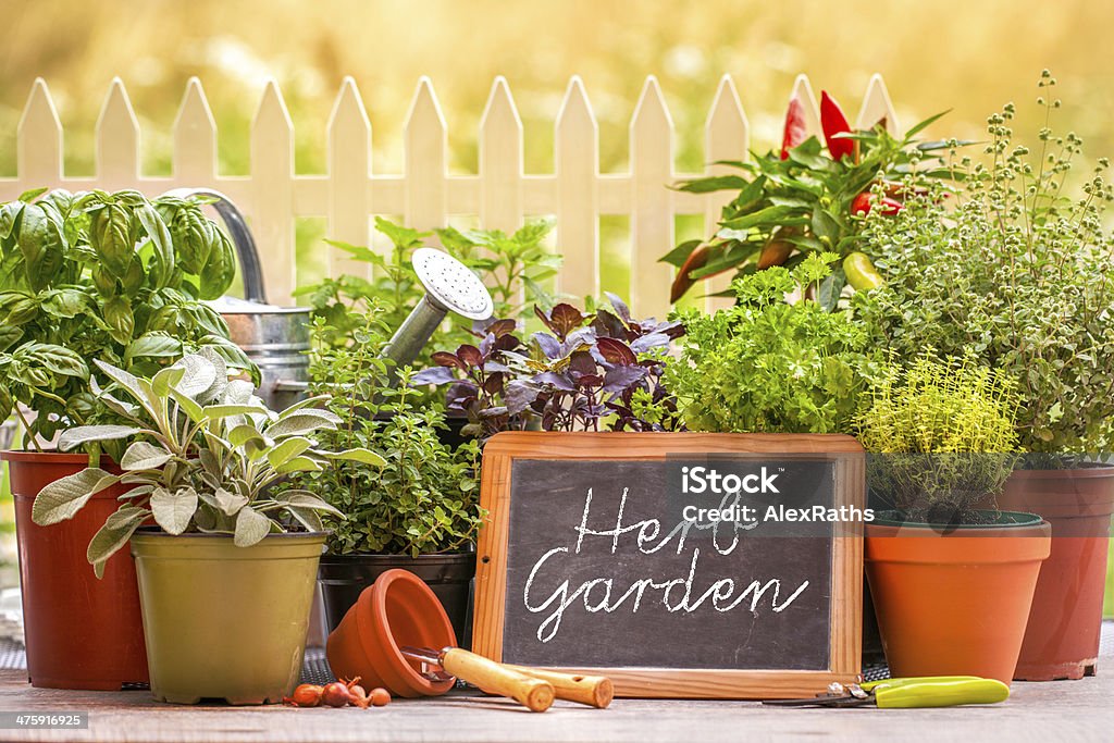 Herb garten - Zbiór zdjęć royalty-free (Ogród ziołowy - Ogród warzywny)