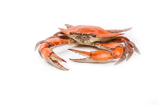 Steamed Blue Crab, one of the symbols of Maryland State and Ocean City, MD, on white background