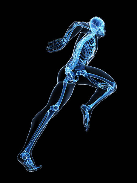 x-선 스타일 runner - human bone anatomy x ray image human skeleton 뉴스 사진 이미지
