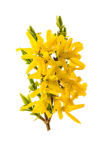 istock Blossoming forsythia. Spring flowers isolated on white 475919742