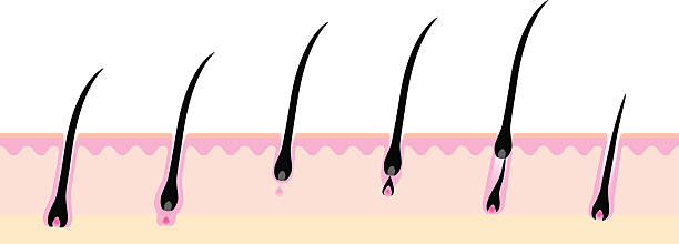 Hair cycle Hair cycle body hair stock illustrations