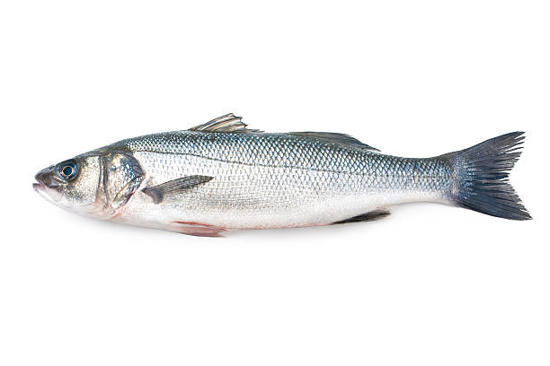 Seabass, Dicentrarchus labrax Seabass, Dicentrarchus labrax. Isolated on the white background freshwater bass stock pictures, royalty-free photos & images