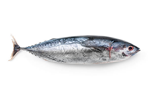 Tuna Tuna isolated on white background. Thunnus thynnus saltwater fish eye catching stock pictures, royalty-free photos & images