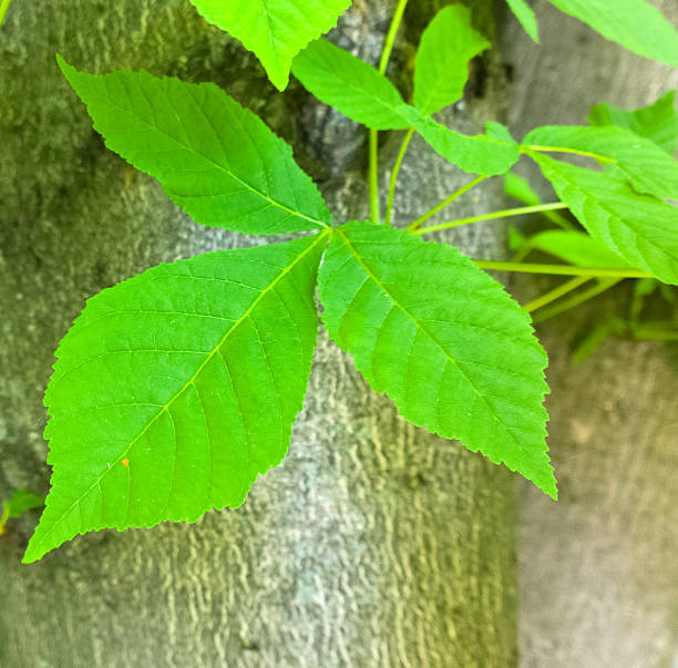 zielony liść. - mobilestock horizontal branch tree trunk zdjęcia i obrazy z banku zdjęć