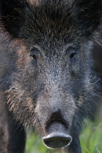 Wild boar portrait