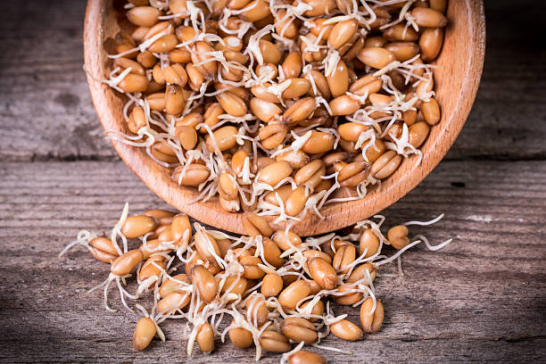 germinated wheat germinated wheatgerminated wheat grain sprout stock pictures, royalty-free photos & images