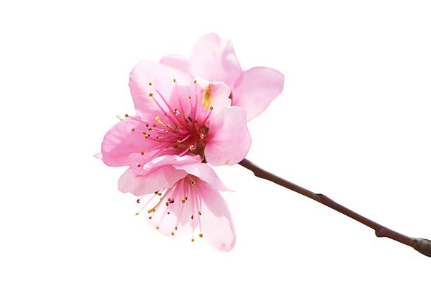 istock Almond pink flowers 475928890