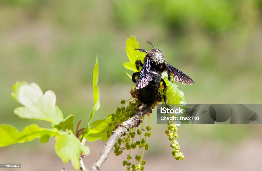 Abeille menuisière sur fleurissement succursale de oak - Photo de 2015 libre de droits