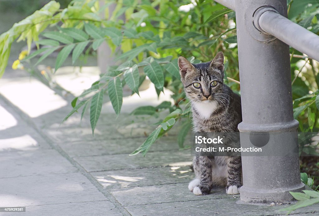 Linda street mascota al aire libre. - Foto de stock de Abandonado libre de derechos