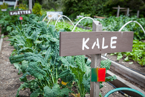 Growing Vegetables in small communal garden in California. Growing Kale.