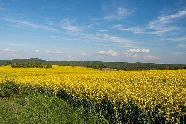 istock flowering field of colza outdoors in spring 475929990